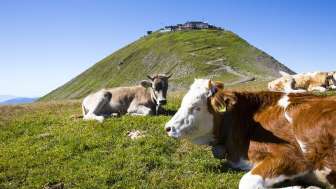 Mucche sul Faulhorn